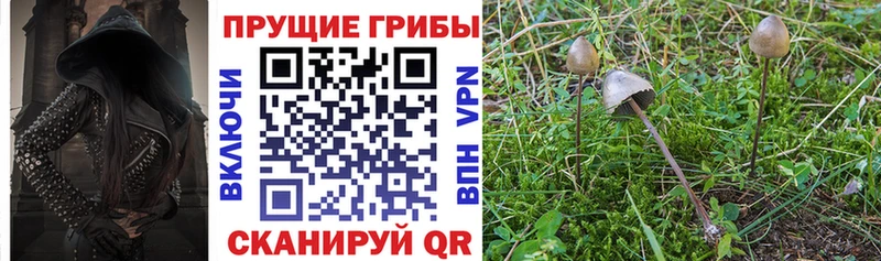 даркнет сайт Данилов Галлюциногенные грибы GOLDEN TEACHER